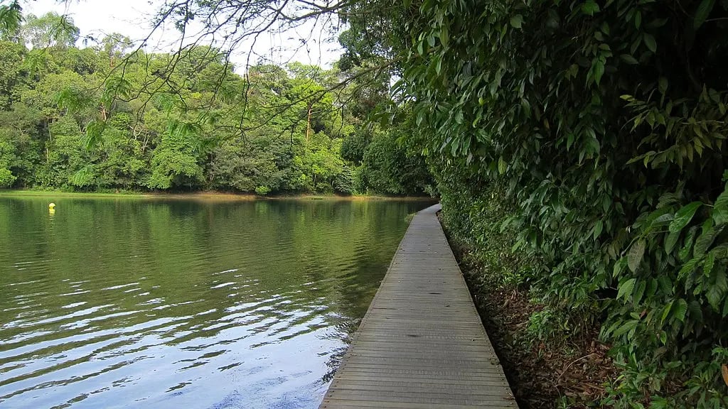 1024px-MacRitchie_Reservoir_Park_-_panoramio_(14)