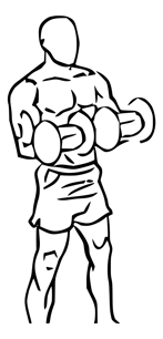 512px-Biceps_curl_reverse_with_dumbbells_2.svg