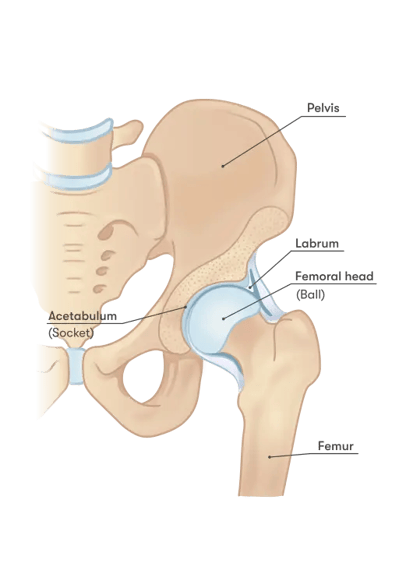 Hip_anatomy.svg