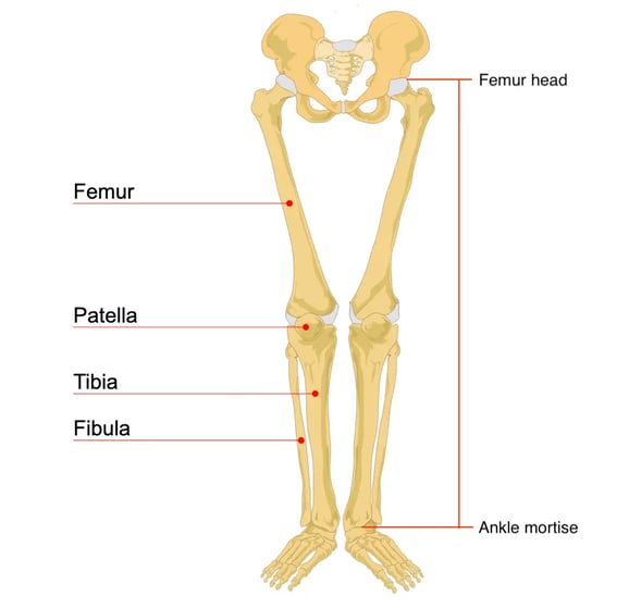 Leg bone anatomy
