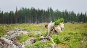 One Tree Planted