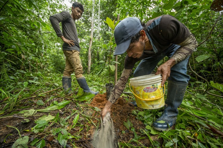 OneTreePlanted Perú - Marlondag_059-min