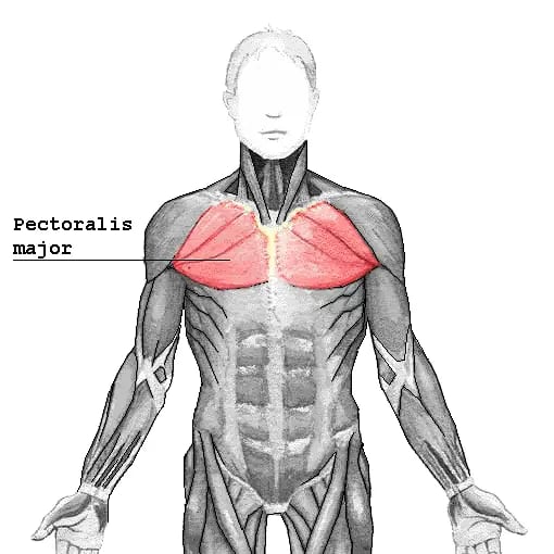 Pectoralis_major_anatomy