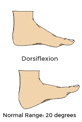 ankledorsiflexion